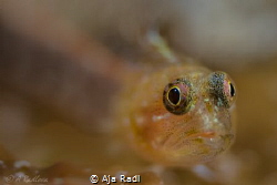 Startled (Peppermint) Goby by Aja Radl 